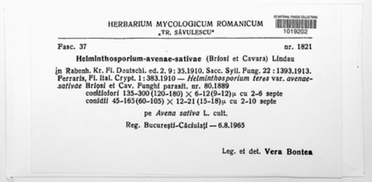 Pyrenophora chaetomioides image